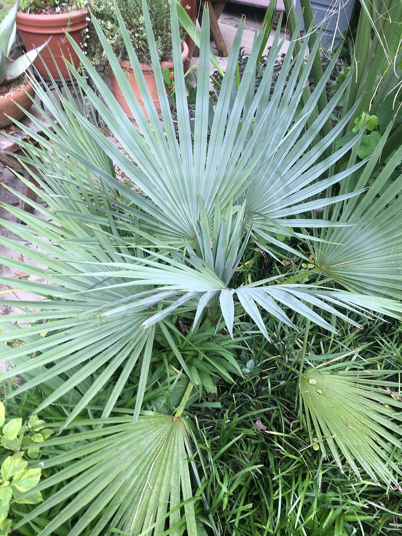 Cold hardy palm comparisons in Dallas,TX COLD HARDY PALMS PalmTalk